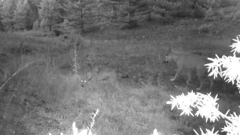 Anne ve yavru kurt fotokapana yakalandı