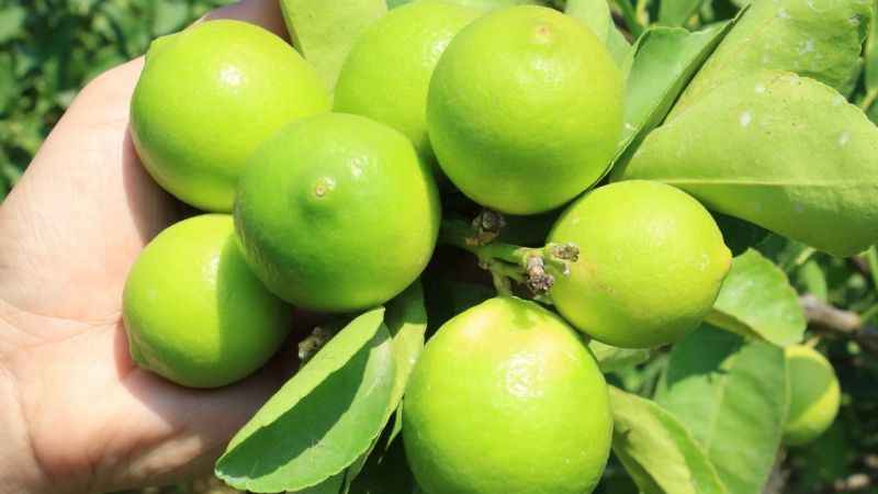 Bu limon 'yeşil limon'