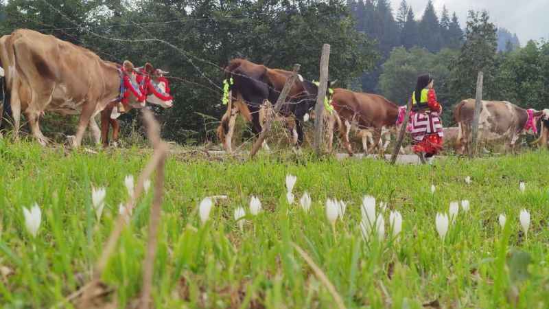 ‘Vargit’ çiçekleri açtı, yaylalardan dönüşe geçildi