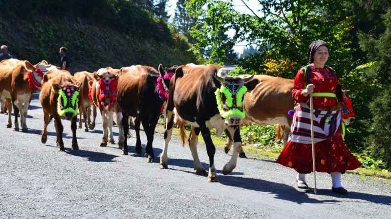 ‘Vargit’ çiçekleri açtı, yaylalardan dönüşe geçildi