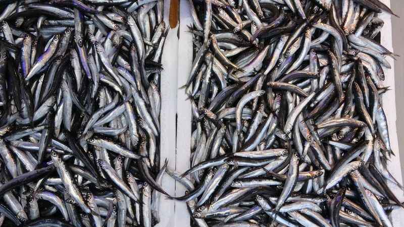 Yeni sezonda hamsi ihracatından 2 milyon dolara yakın döviz girdisi