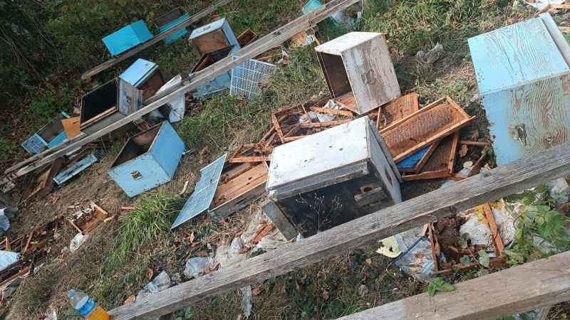 Ayılar 48 arı kovanını parçaladı, meyve ağaçlarına zarar verdi