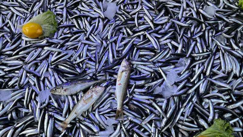 Sinop'ta hamsi bereketi: Kilosu 50 lira