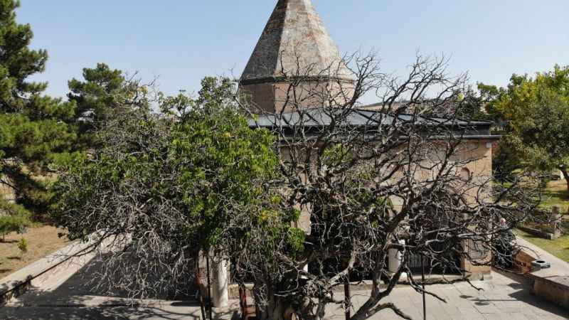 Nevşehir'de 700 yaşındaki dut ağacı, zamana meydan okuyor