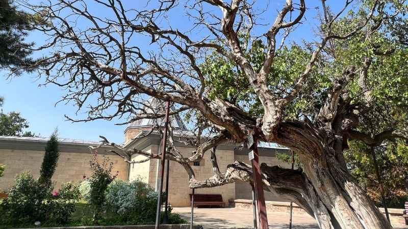 Nevşehir'de 700 yaşındaki dut ağacı, zamana meydan okuyor