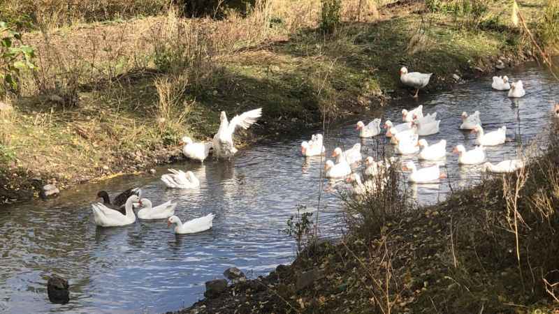 Kars’ta kazlar kesim öncesi besiye alındı