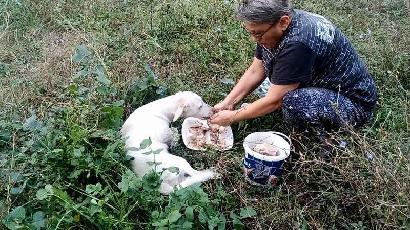 Yaralı köpek, hayvanseverler sayesinde hayata tutundu