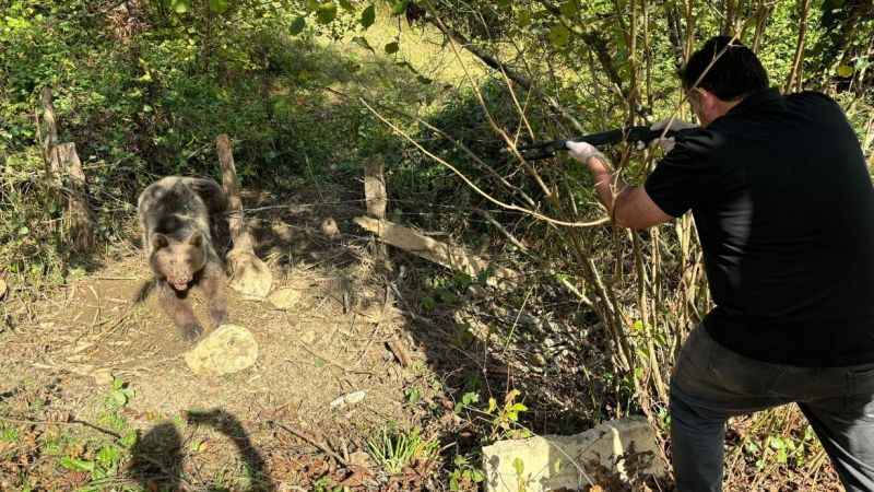 Bartın'da ayı kurtarma operasyonu