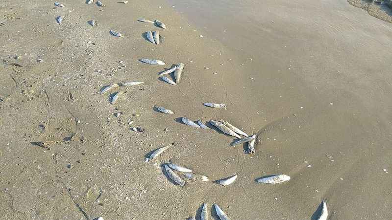 Hatay'da binlerce balık karaya vurdu