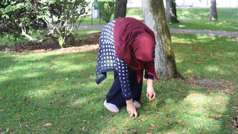 Parklardaki at kestaneleri tehlike oluşturabilir