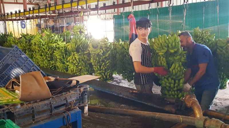 Alanya’da muz hasadı başladı