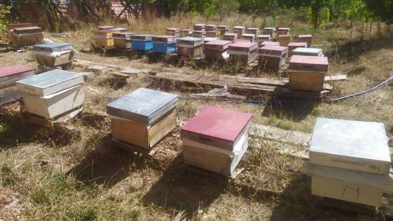  Alucra'daki toplu arı ölümleri inceleniyor