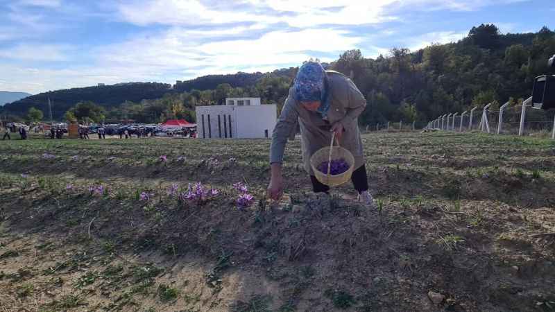Safranbolu'da dünyanın en pahalı baharatı hasat edildi