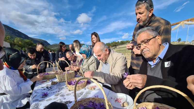 Safranbolu'da dünyanın en pahalı baharatı hasat edildi