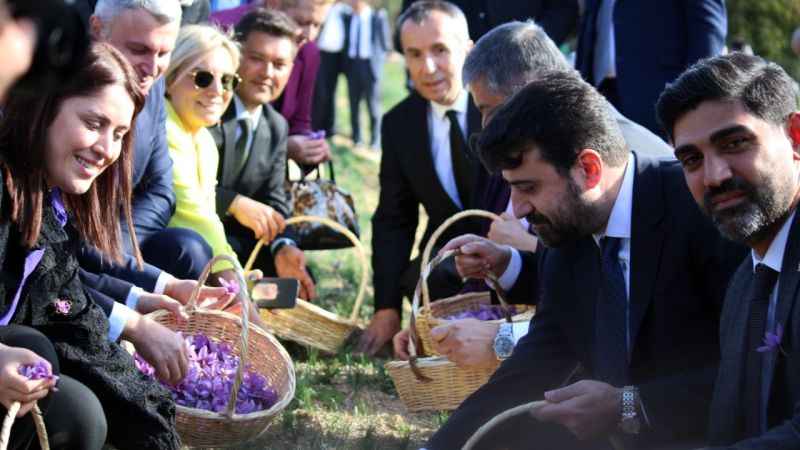 Safranbolu'da dünyanın en pahalı baharatı hasat edildi