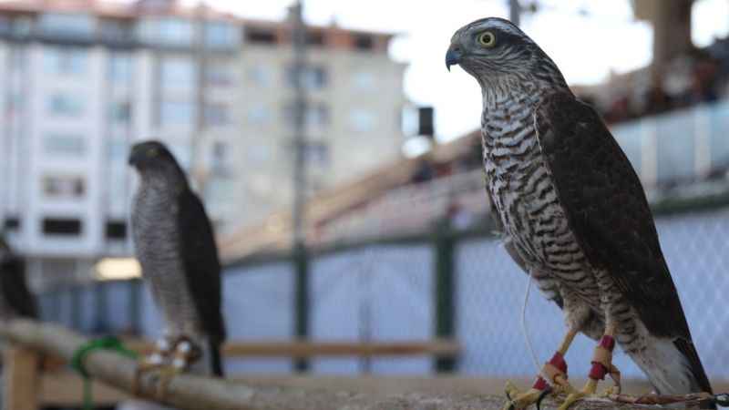 Rize’de en güzel atmaca yarışması