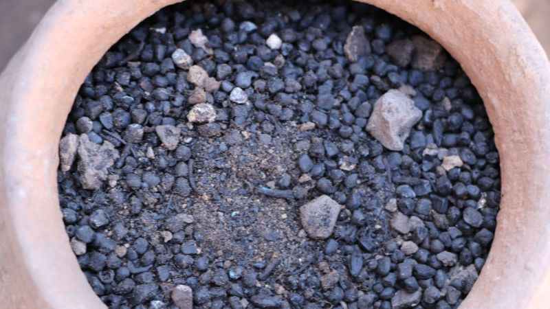  Antik kentten bin 600 yıllık tohumlar bulundu