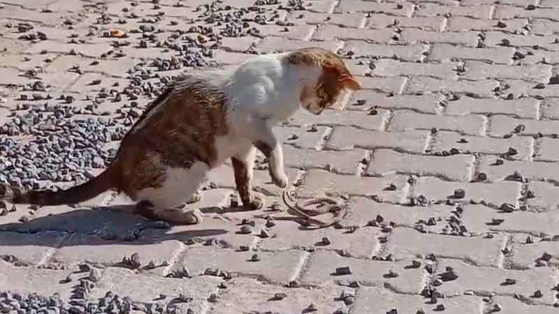 Yılanı gözüne kestiren kedi savaşın galibi oldu