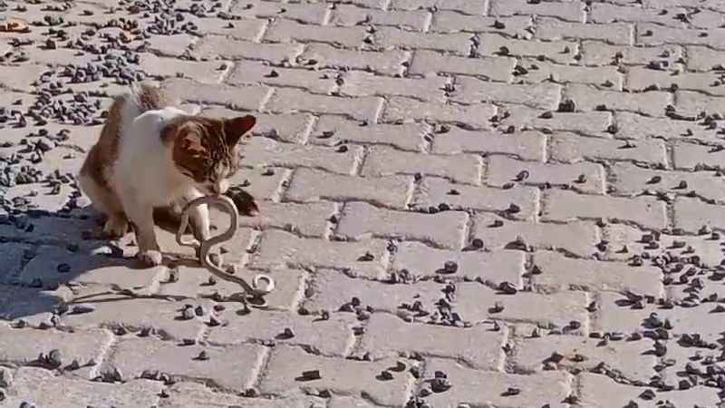 Yılanı gözüne kestiren kedi savaşın galibi oldu