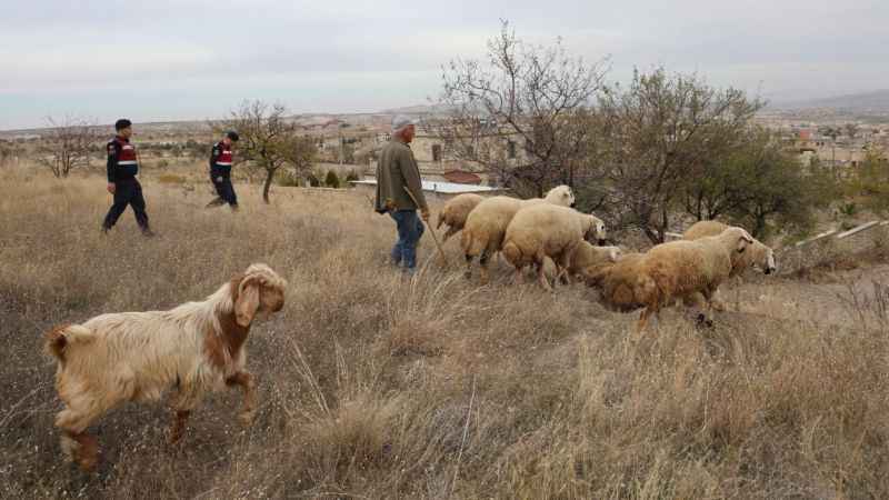 Kaybolan koyunlar jandarma dronuyla bulundu