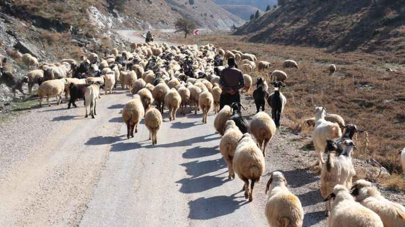 Konargöçerlerin kış öncesi zorlu göçü başladı