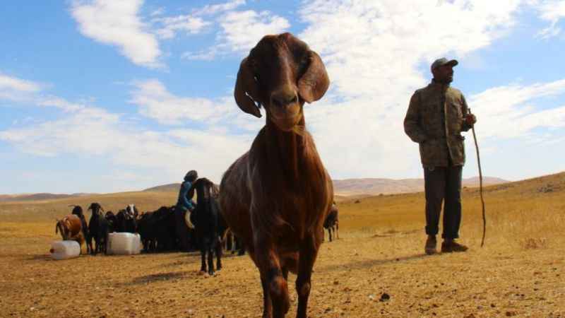 Kahramanmaraş'ta yayladan inişler başladı Kahramanmaraş'ta yayladan inişler başladı