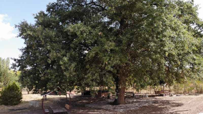 700 yıllık meşe ağacı tescillenerek koruma altına alındı