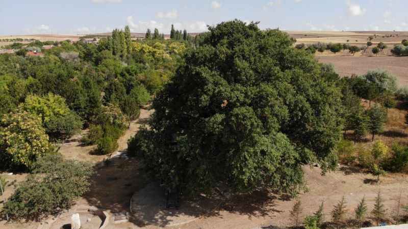 700 yıllık meşe ağacı tescillenerek koruma altına alındı