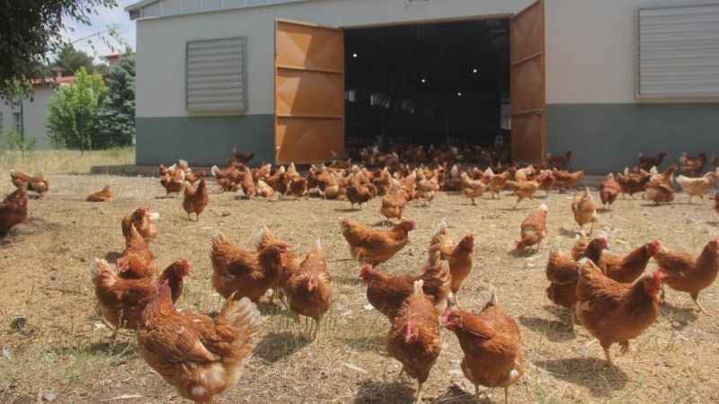 Tavuk üretimi yüzde 8,9 azaldı