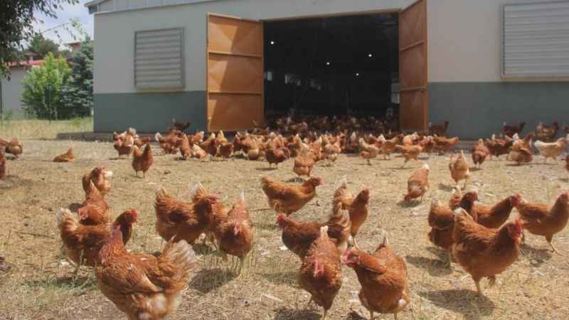 Tavuk üretimi yüzde 8,9 azaldı