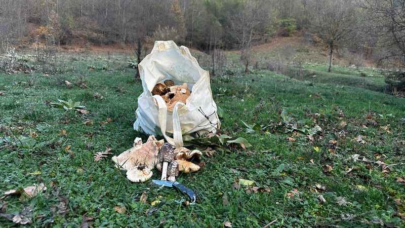 Bilecik'te kanlıca mantarı bereketi