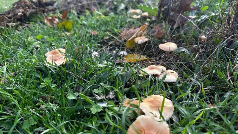 Bilecik'te kanlıca mantarı bereketi