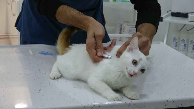 Evcil hayvanından uyuz kapma riskine dikkat!