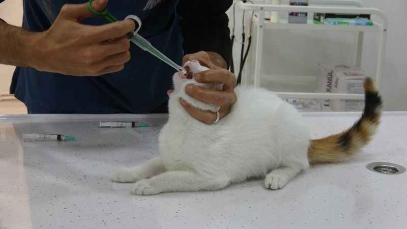 Evcil hayvanından uyuz kapma riskine dikkat!