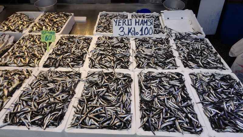 Hamsi sezonu sürüyor, palamutta umutlar tükendi