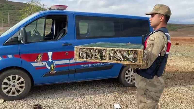Nesli tehlike altındaki 4 bin kuşla yakalanan şahsa 5 milyon 600 bin TL ceza