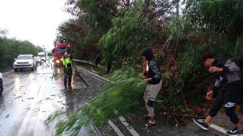 Antalya'da fırtına ağaçları devirdi, karayolunda trafik aksadı