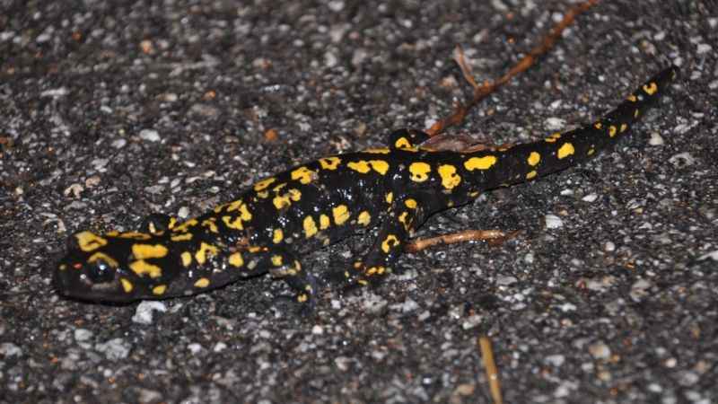 Yağmurla birlikte 'sarı benekli semender' ortaya çıktı