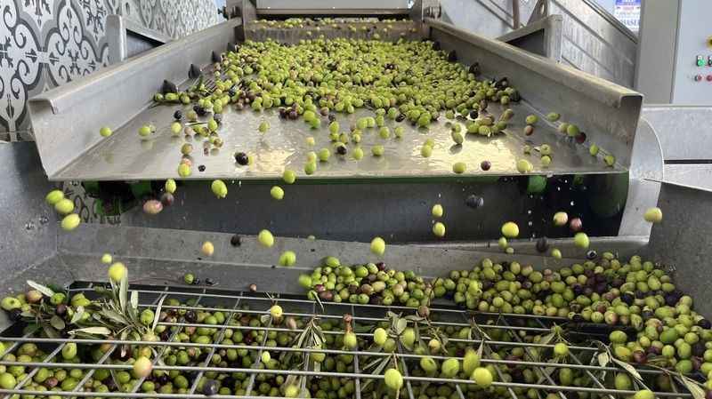 Ucuza zeytinyağı alıp sağlığınızdan olmayın