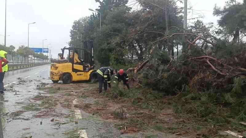 Kocaeli'de ağaçlar fırtınaya dayanamadı