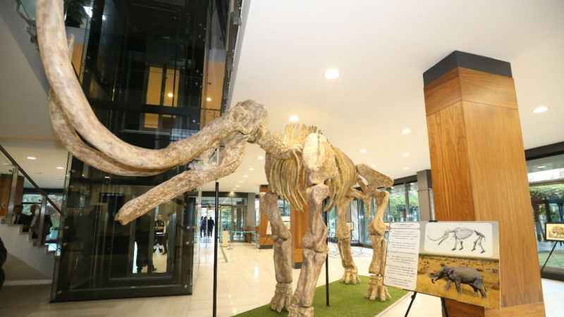 Kayseri'de 7,5 milyonluk fosil faunası sergileniyor Kayseri'de 7,5 milyonluk fosil faunası sergileniyor