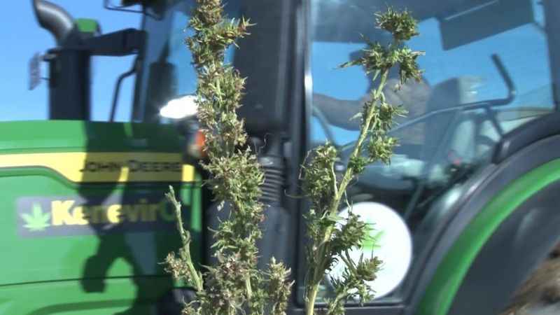 Kenevir tekstil ihracatına doping etkisi yapacak