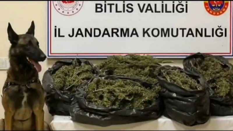 Bitlis’te 10 kilo 200 gram skunk maddesi ele geçirildi