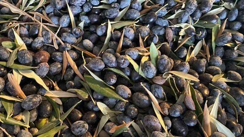 Bodrum’da Dilmit Zeytini Şenliği