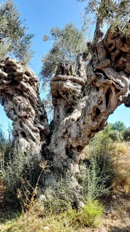Bodrum’da Dilmit Zeytini Şenliği