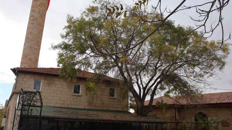 Nevşehir'de 100 yıllık bir Japon ağacı!