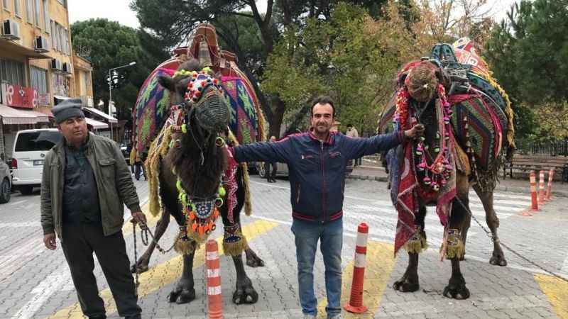 Denizli'de develerin gövde gösterisi