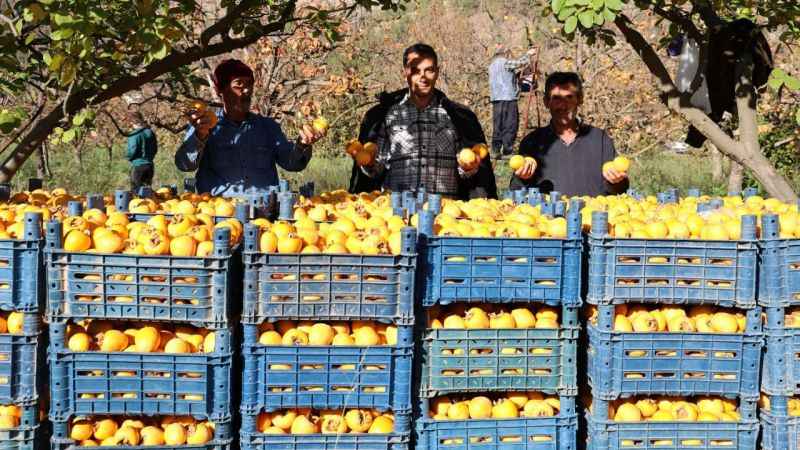 Depremin merkez üssünde çiftçilerin 'hurma' hasadı sevinci