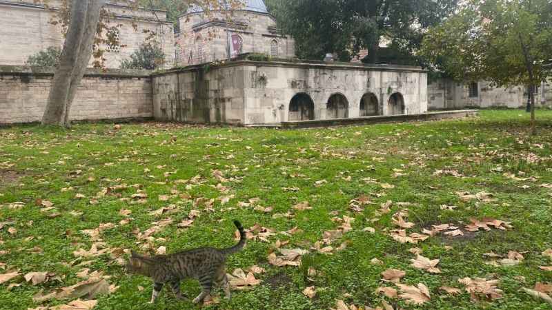 Osmanlı Dönemi'nden gelen Hayvan Hakları Beyannamesi