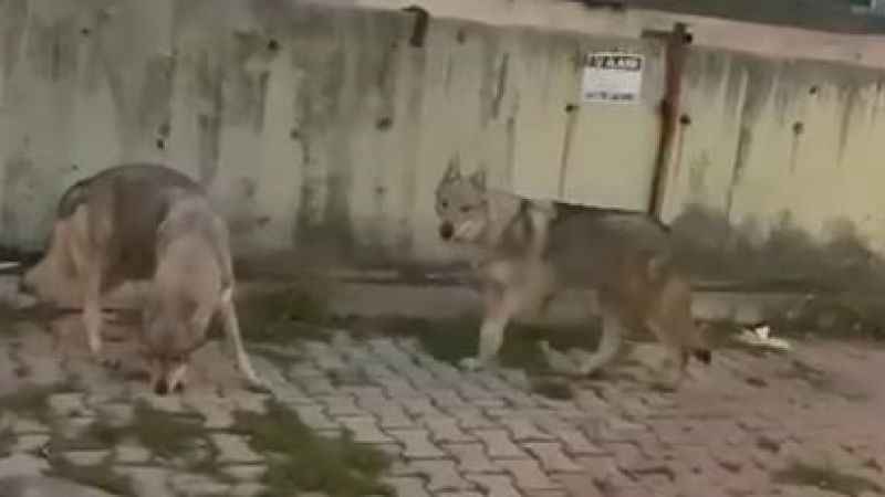 Aç kalan kurtlar İstanbul'da şehir merkezine indi
